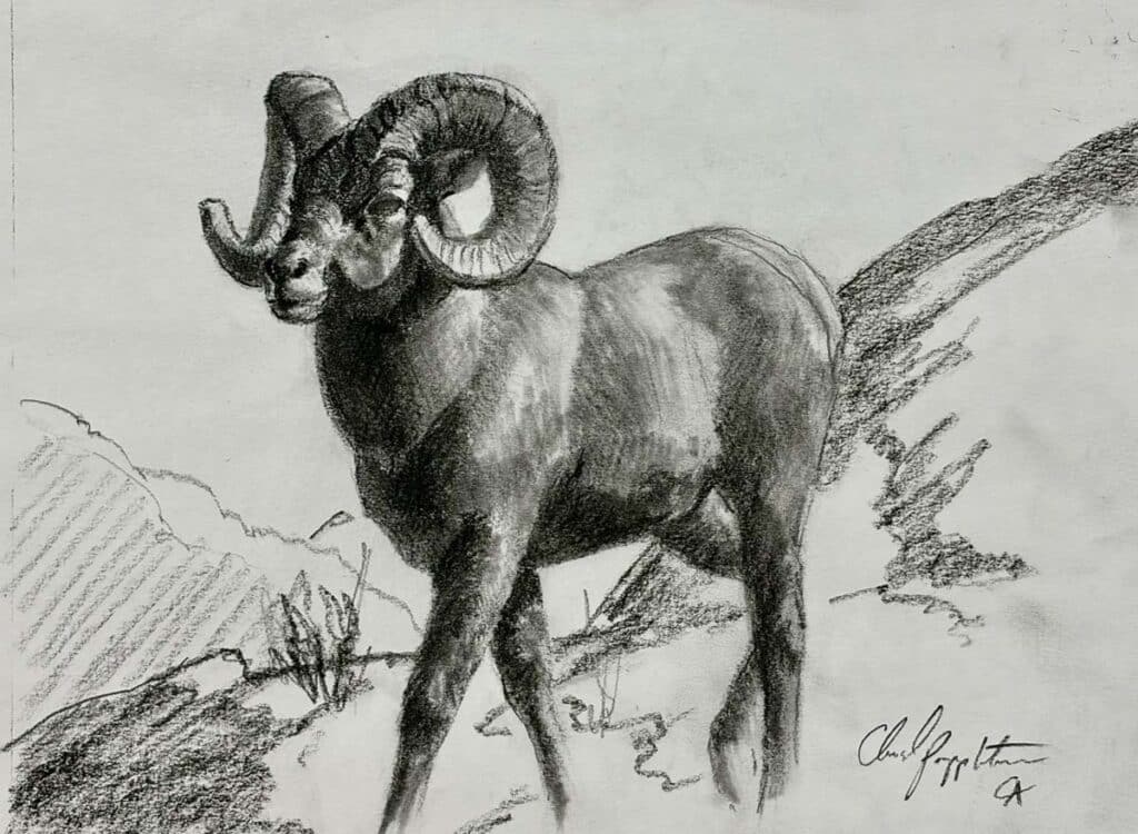Catalog Sketch “Bighorn Boss”