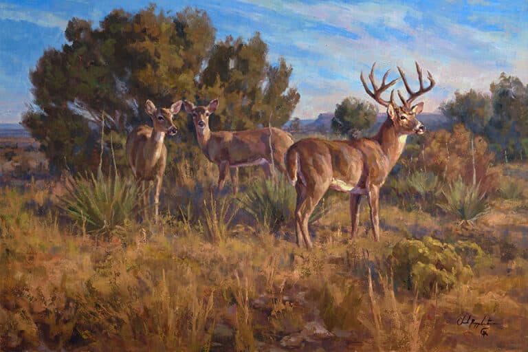 Panhandle Whitetail – SOLD