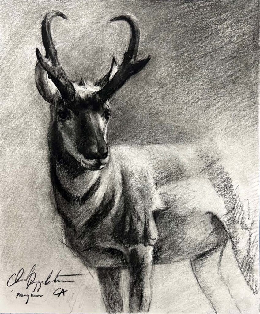 Pronghorn – SOLD